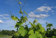 Le vignoble : village de Turquant